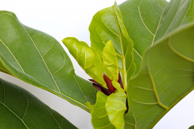 Foto ficus lyrate foglie su sfondo bianco.