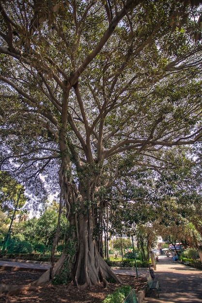 シチリア島北部の地域で一般的な植物であるFicusmacrophylla