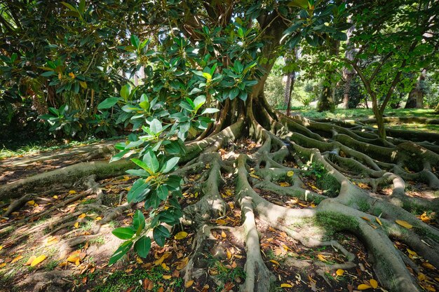 Ficus macrophylla trunk and roots close up