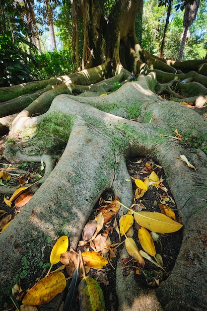 フィカス・マクロフィラ (Ficus macrophylla) の幹と根を近づける