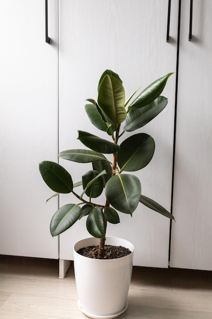 Ficus met grote bladeren staat in de kamer