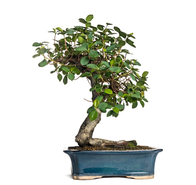 Ficus panda bonsai tree, ficus retusa, isolated on white