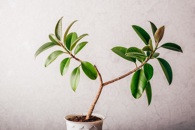 Ficus plant in witte pot op lichte muur