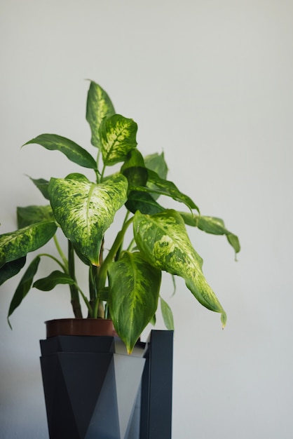 Ficus plant rubber tree on a light background gray wall at home interior close up vertical shot