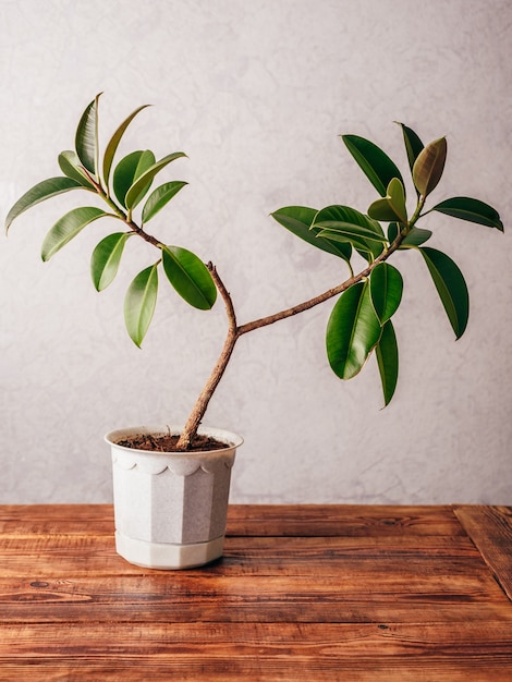 Ficus plant in white pot on wooden surface