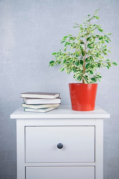 ficus plant on a wooden white pedestal