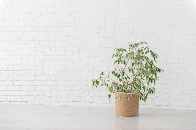 Pianta di ficus in cesto di iuta intrecciata, muro bianco, interni minimalisti