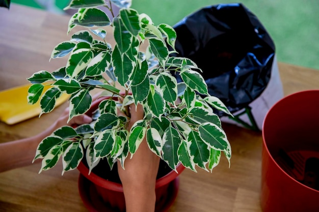 ficus plant