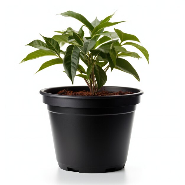 Photo ficus in a pot isolated on white background