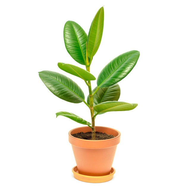 Ficus in pot