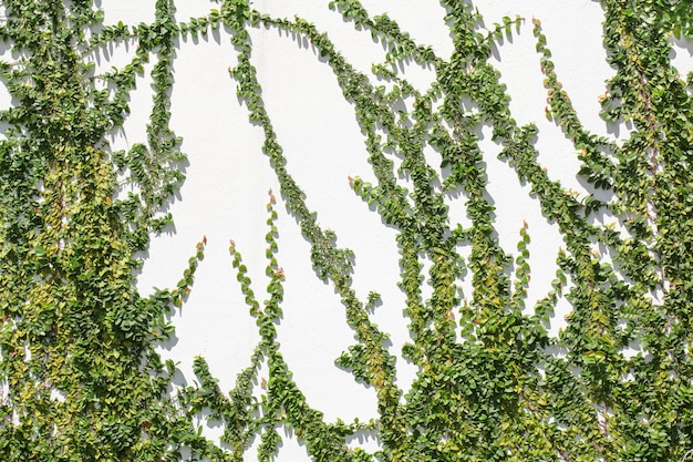 Ficus pumila climbing on white wall