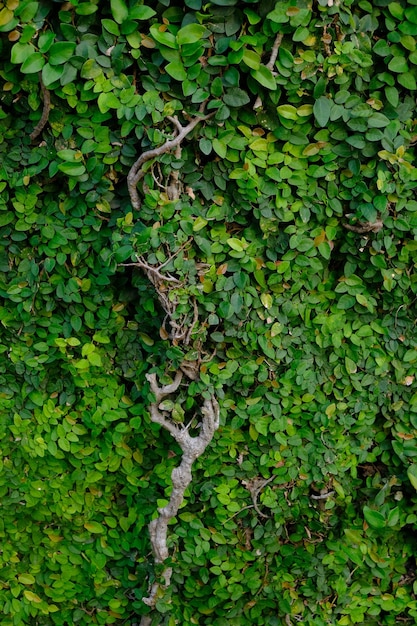 Ficus pumila、クワ科の匍匐性イチジクまたはつる性の開花植物として一般的に知られています。