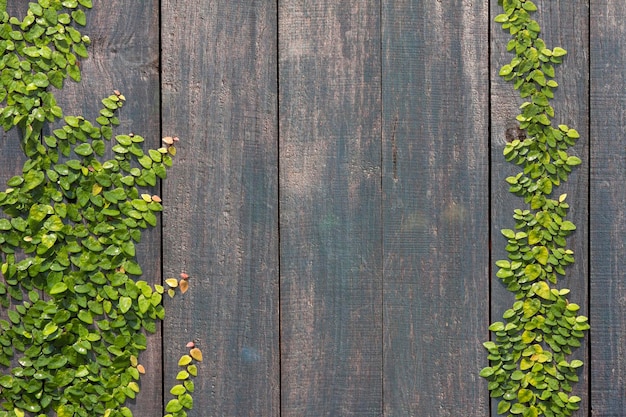 Foto ficus pumila klimmen op houten muur