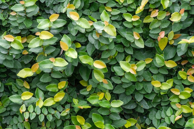 Ficus pumila lascia lo sfondo