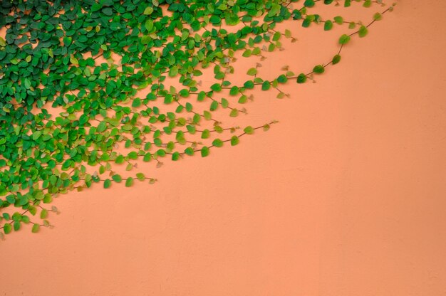 Ficus pumila tree creeping fig or climbing fig on orange color wall