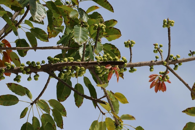 Ficus racemosa (de clustervijg)