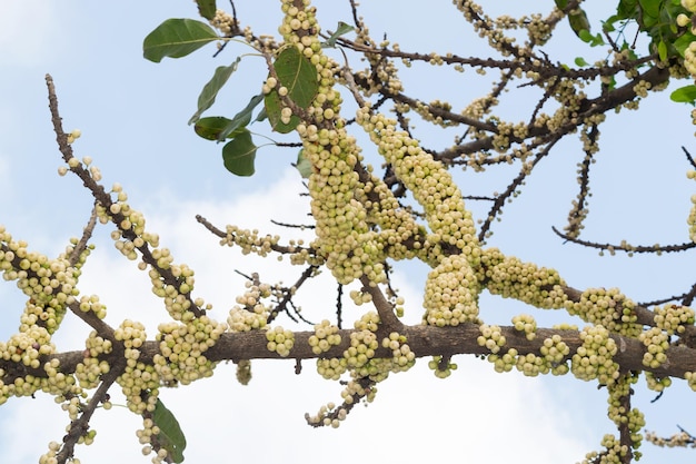 Ficus racemosa-vruchten groeien op boomstamcluster vijg rode riviervijg of gular