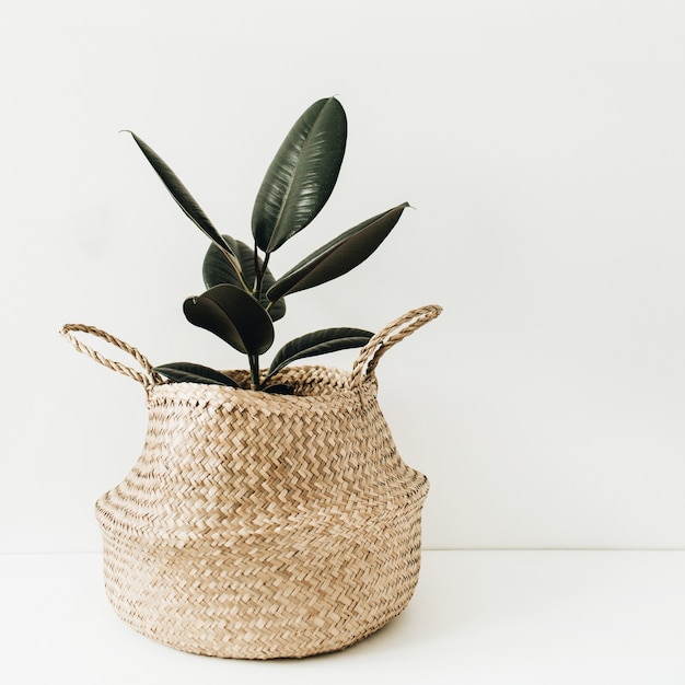 Ficus robusta in straw basket on white surface. H