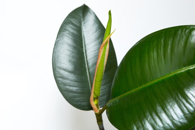 Ficus rubber leaf close-up with a bud opening with a new young leaf. Home plant care, cultivation, watering and fertilization