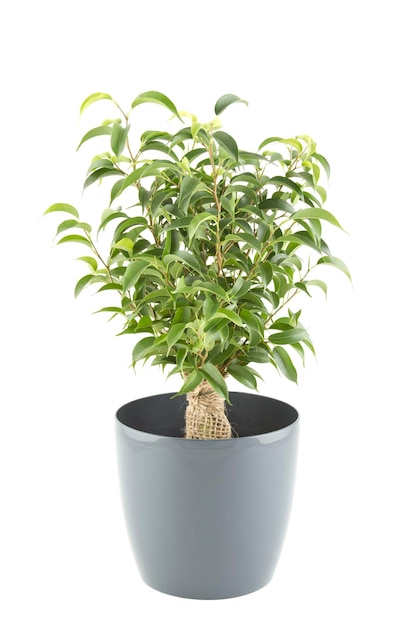 Ficus tree