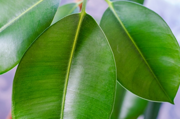 Ficus verlaat dicht omhoog