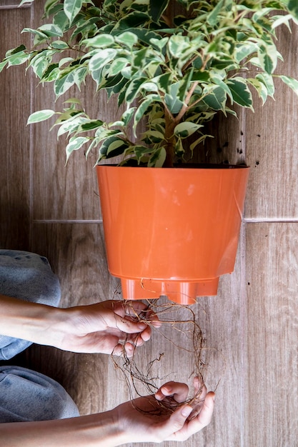 ficus with intertwined long roots