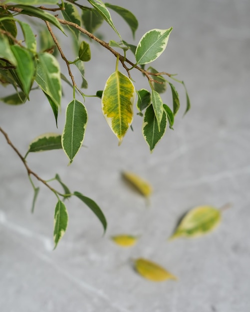 Ficusbladeren worden geel Ficusziekten Populaire kamerplant Ficus