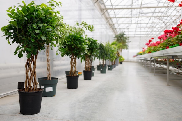 Ficuses in pots at the greenhouse