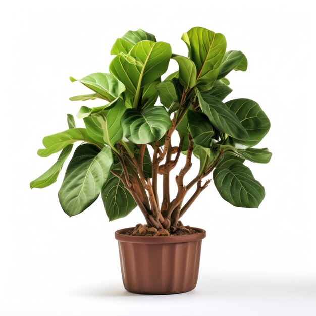 Fiddle Leaf Fig Ficus lyrata Studio opname geïsoleerd op heldere achtergrond Generatieve AI