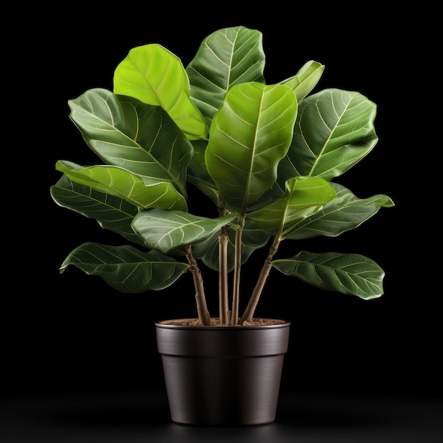 Fiddle Leaf Fig Ficus lyrata Studio opname geïsoleerd op heldere achtergrond Generatieve AI