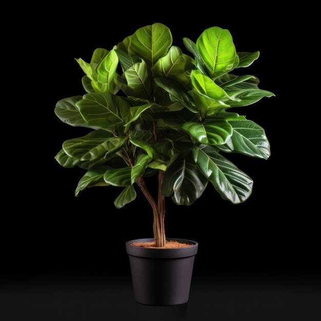 Фото Лист скрипки fig ficus lyrata studio shot изолирован на ясном фоне генеративный ai