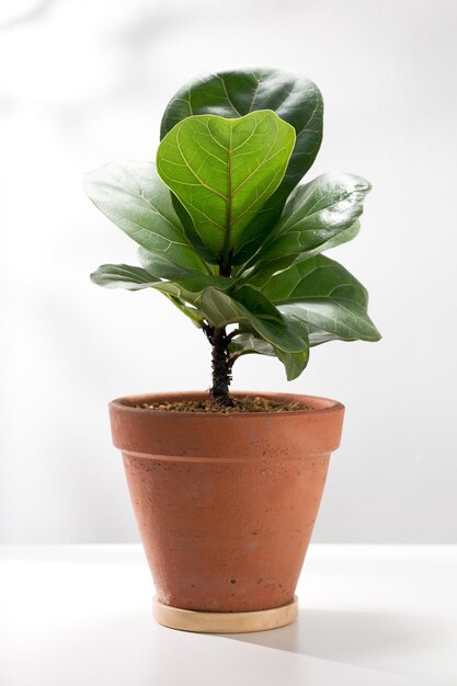 Fiddle leaf fig or Ficus lyrata warb