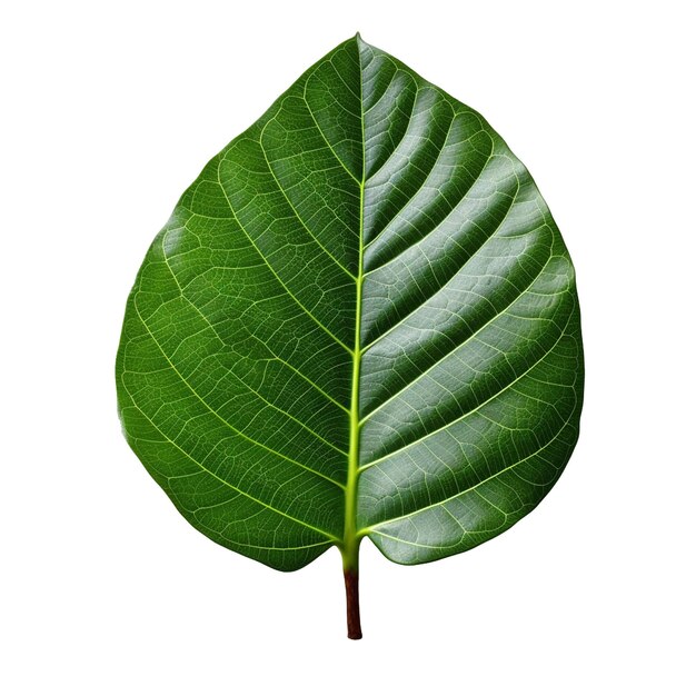 Fiddle Leaf Fig Leaf isolated on background with Generative AI