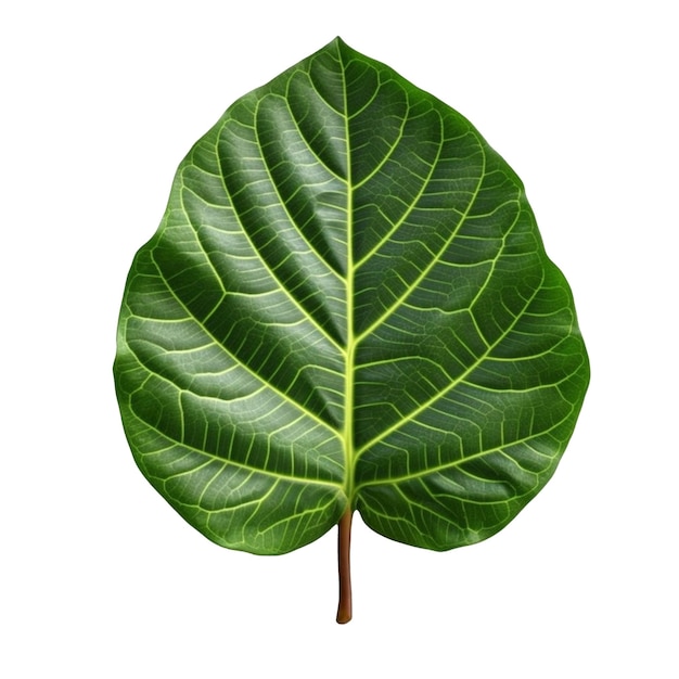 Fiddle Leaf Fig Leaf isolated on background with Generative AI