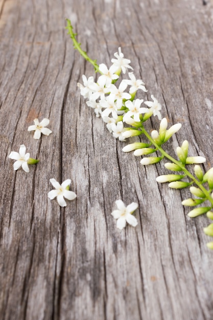 木製の背景にフィドル木の花。