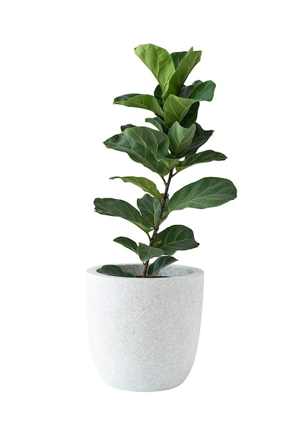 白いポットのデザイン要素にフィドルリーフのイチゴの植物