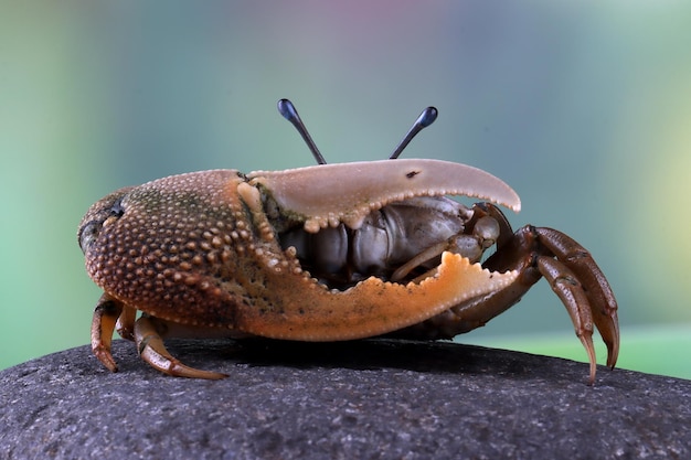 Fiddler crab closeup on stone