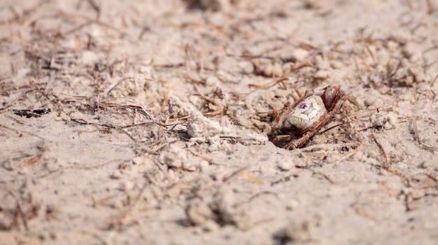 Photo fiddler crab uca panacea comes out of its burrow in the marsh area before tigertail beach