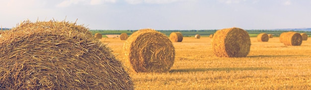 Field after harvest Big round bales of straw