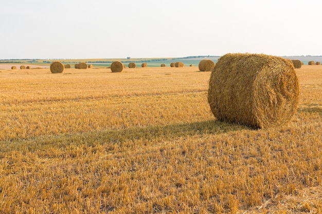 Field after harvest Big round bales of straw