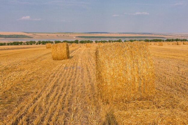 Field after harvest Big round bales of straw