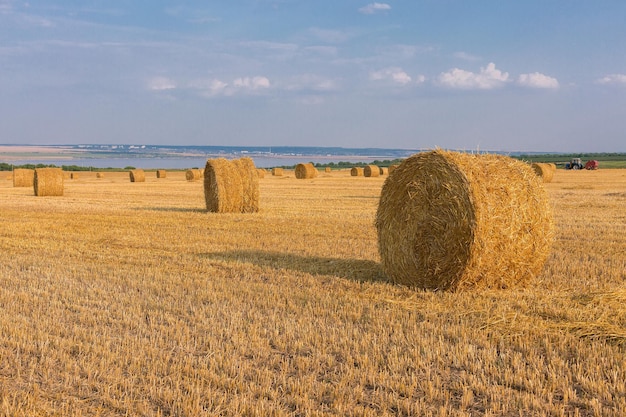 Field after harvest Big round bales of straw