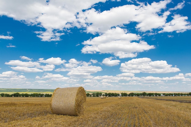 Field after harvest Big round bales of straw