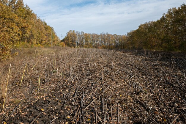 Field after harvest in Ukraine Autumn sunny day