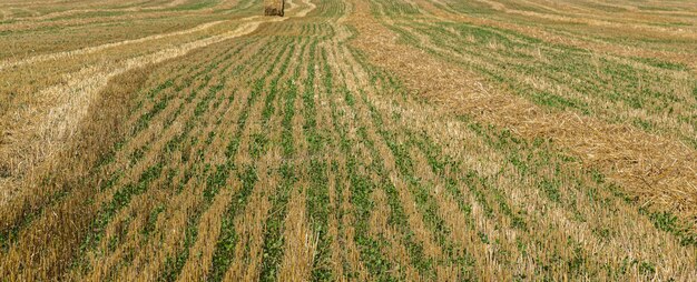 Foto campo dopo la raccolta filari di stoppie in autunno dopo la mietitura del grano