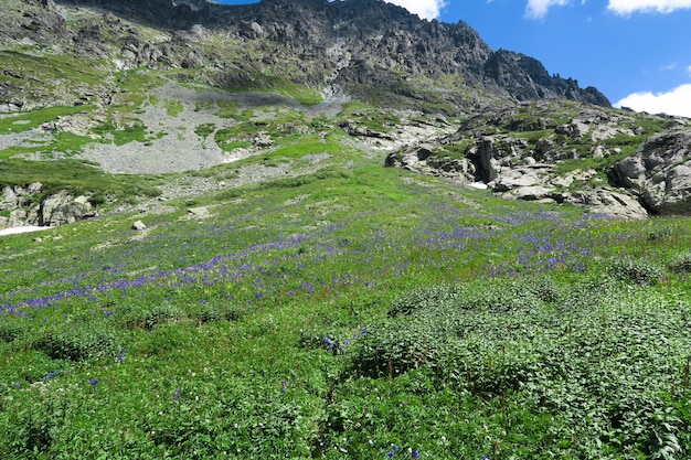 The field of aquilegia flowers on the background