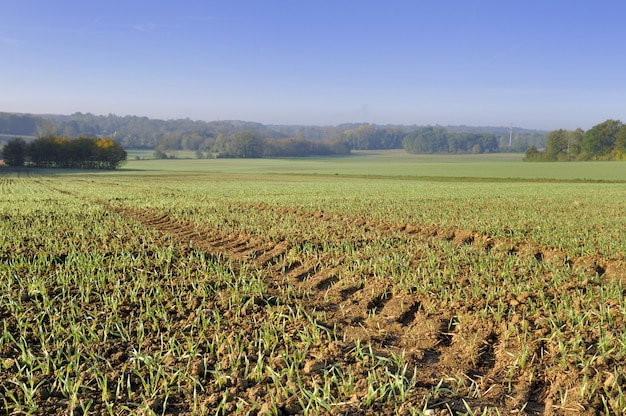 Field in autumn