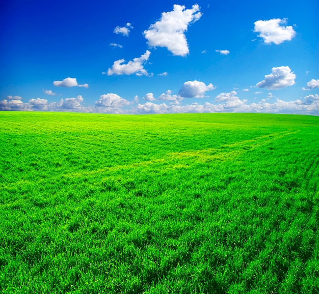 Field on a background of the blue sky