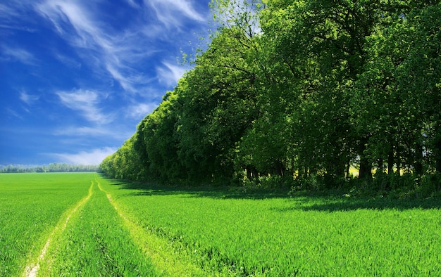 Field on a background of the blue sky