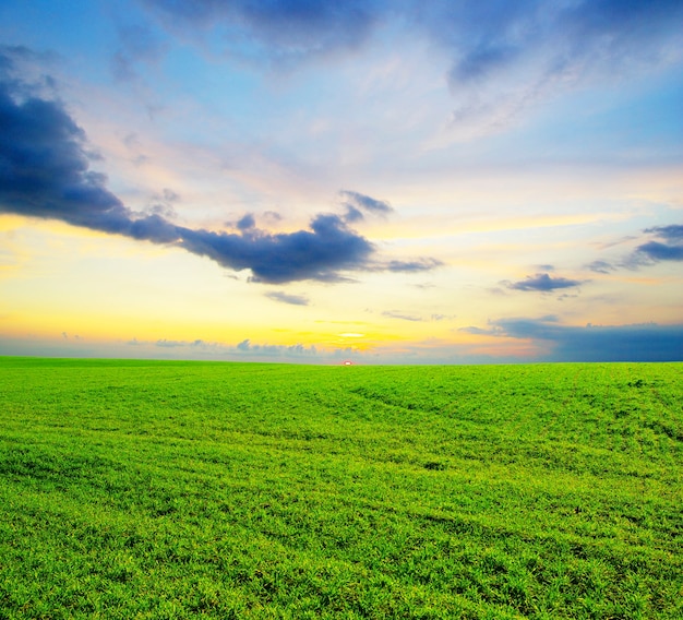 Field on a background of the blue sky